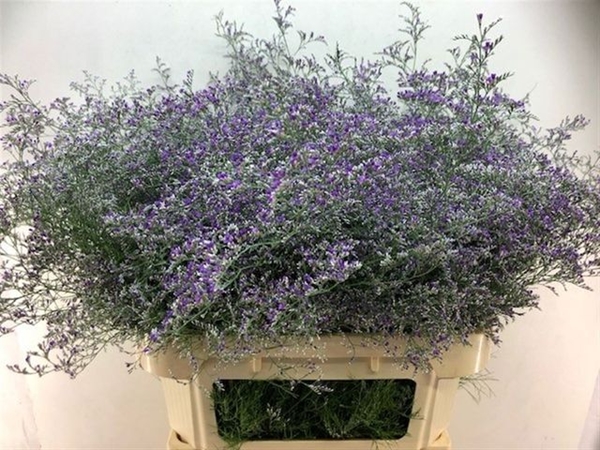 LIMONIUM BELTAARD 90CM 90G