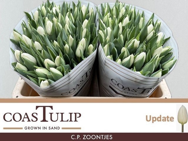 TULIPE BLANCHE 46G 38CM $$$