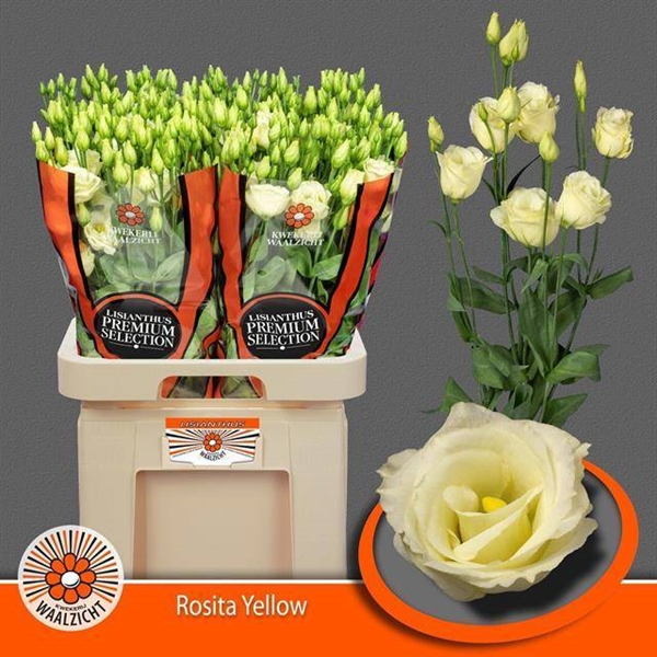 LISIANTHUS ROSITA YELLOW 70CM