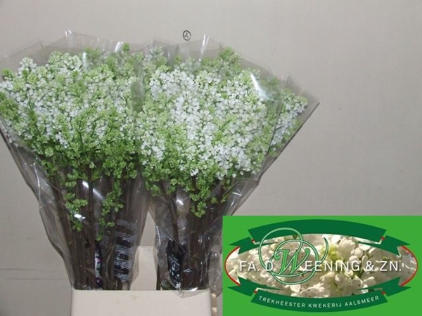 LILAS MME FL STEPMAN 100CM