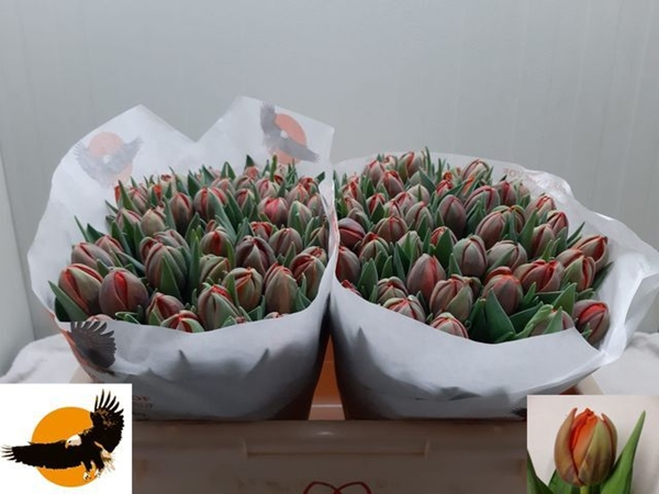 TULIPE ORANGE 38G $$$