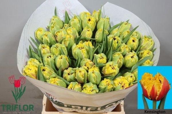 TULIPE KENSINGTON 55G 30 45CM