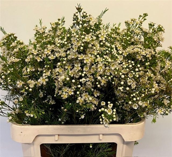 WAX ROMI ROSE ARBEL 80CM 100G