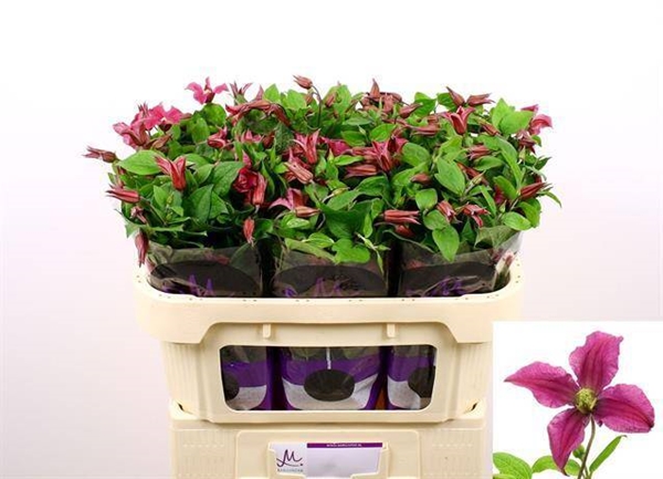 CLEMATITE AMAZING KYIV 70CM