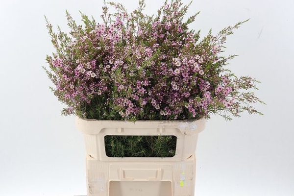 WAX ROMI ROSE UN PINK SHINE 80CM 100G