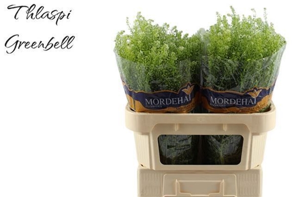 LEPIDIUM VERT BELL 80CM