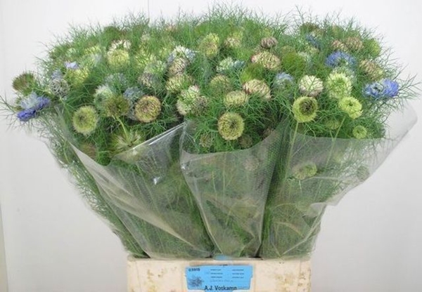 NIGELLE DOUBLE DEUCE 75CM