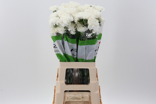 OEILLET DELPHI 70CM CO