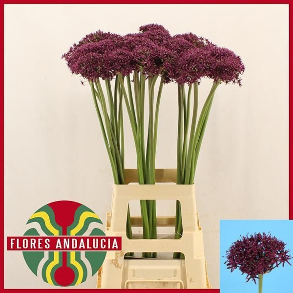 ALLIUM MIAMI 80CM