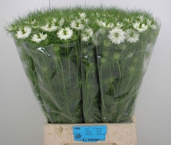 NIGELLE BRIDAL WHITE TAK 75CM