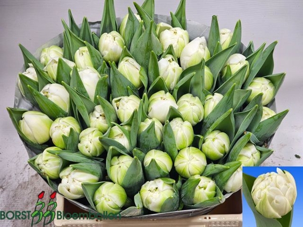 TULIPE GALILEO 40G 37CM