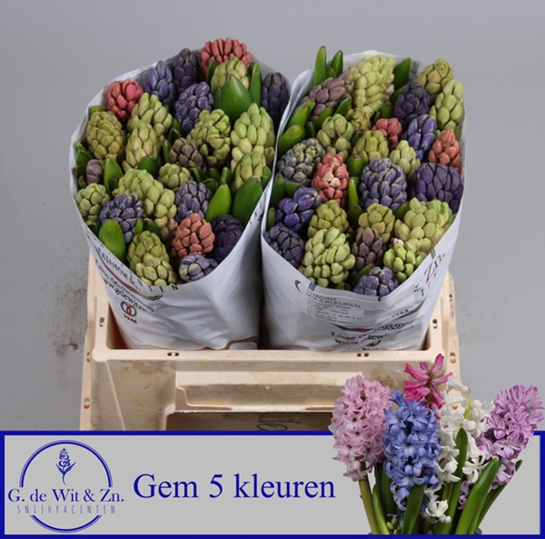 JACINTHE GEM 5 KLEUREN 30CM
