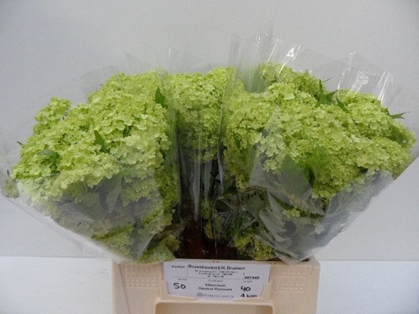 VIBURNUM OPULUS 40CM