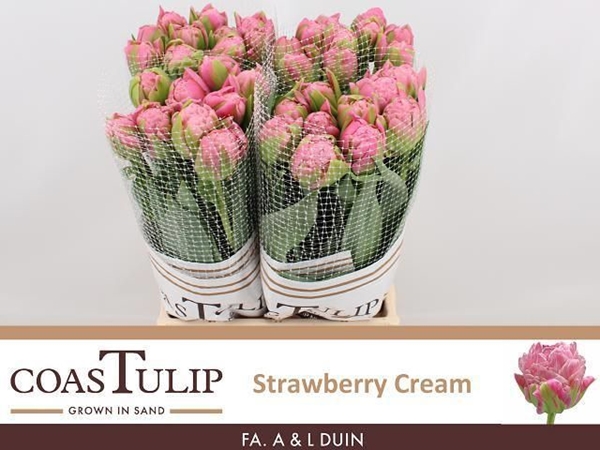TULIPE STRAWBERRY CREAM 70G 53CM