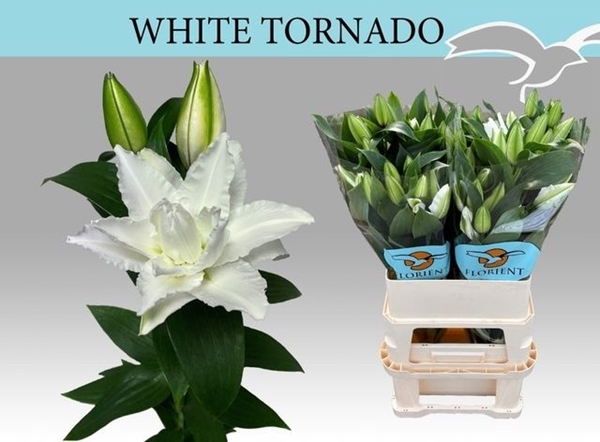 LYS OR DU WHI TORNADO 31FL 85CM 3 F+