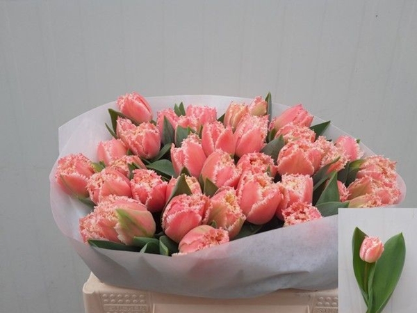 TULIPE QUEENSLAND 40G $$$