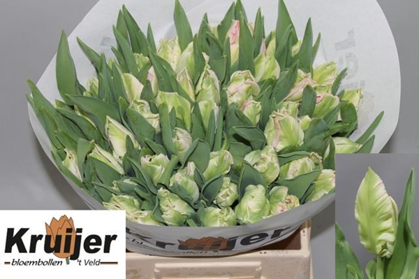 TULIPE ZAMBESI 42G 36CM