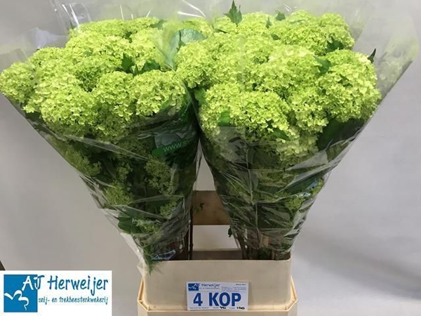 VIBURNUM OPULUS 100CM