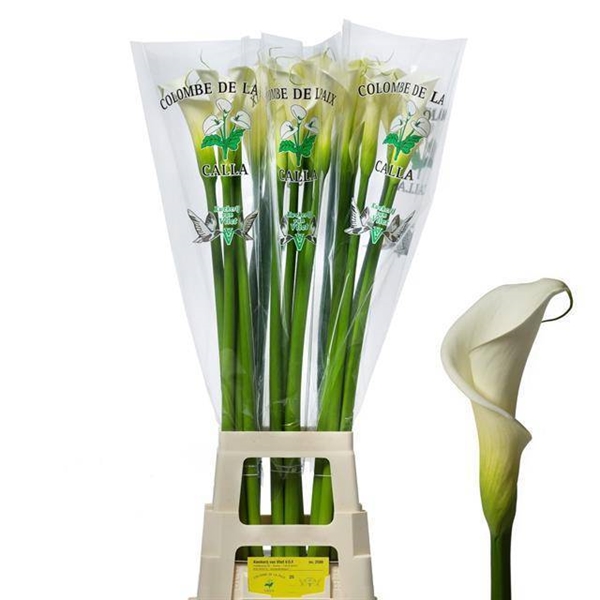 CALLA COLOMB DE PAIX 100CM