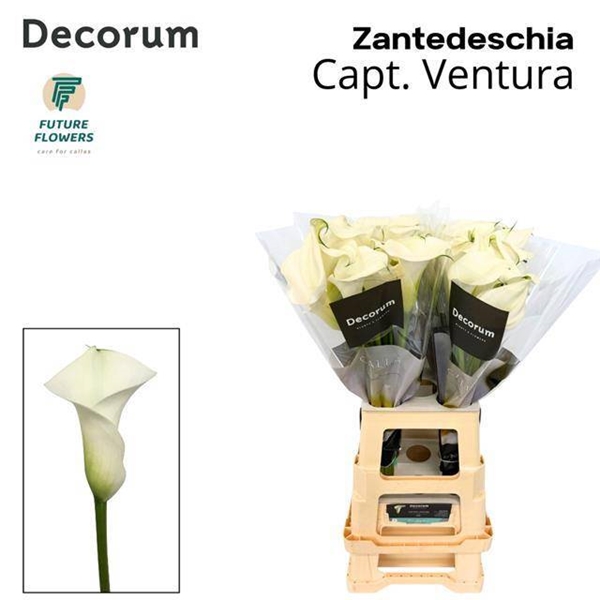 CALLA CAPTAIN VENTURA 70CM