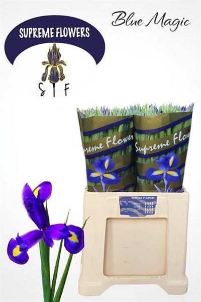 IRIS BLUE MAGIC $$$