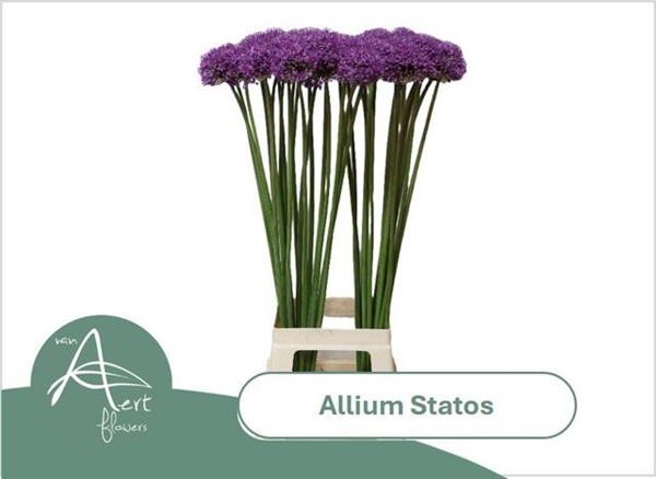 ALLIUM STRATOS 90CM