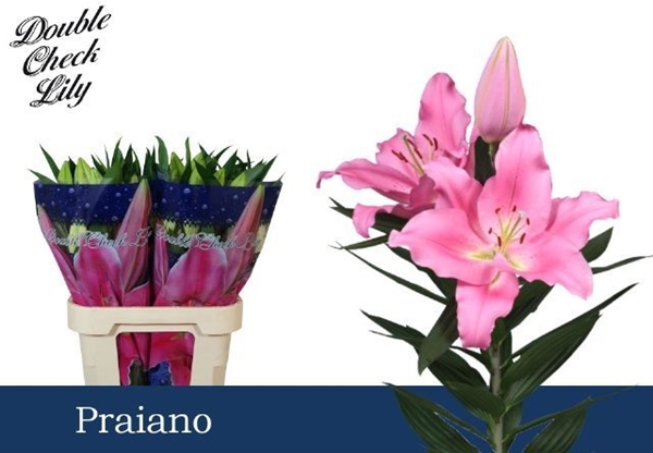 LYS OR PRAIANO 35FL 90CM 4 F+