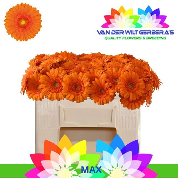 GERMINI AQUA X20 MAX 50CM