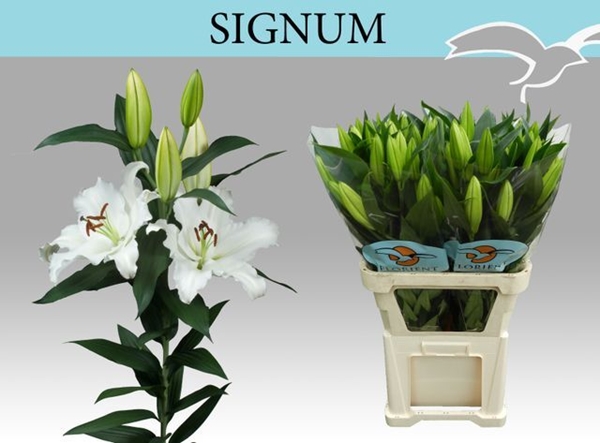 LYS BLANC 3/5FL+ $$$