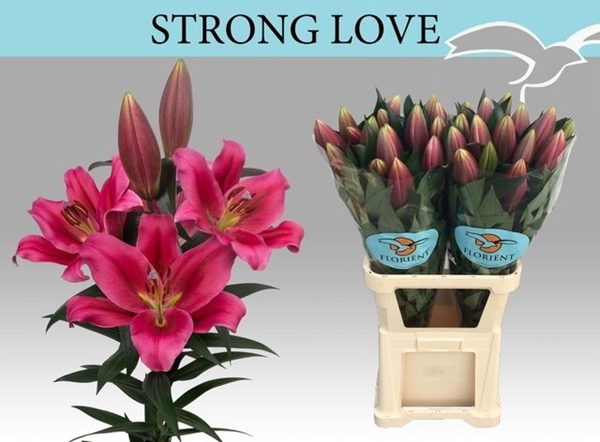 LYS OR STRONG LOVE 51FL 110CM 6 F+