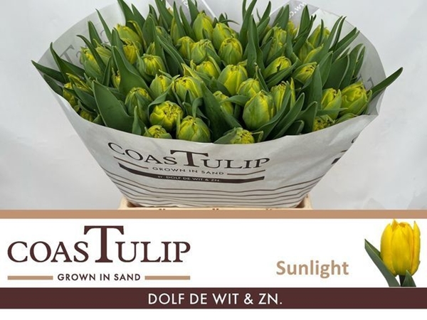 TULIPE 60G 45CM