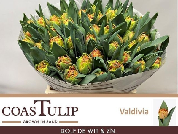 TULIPE VALDIVIA 60G 40CM