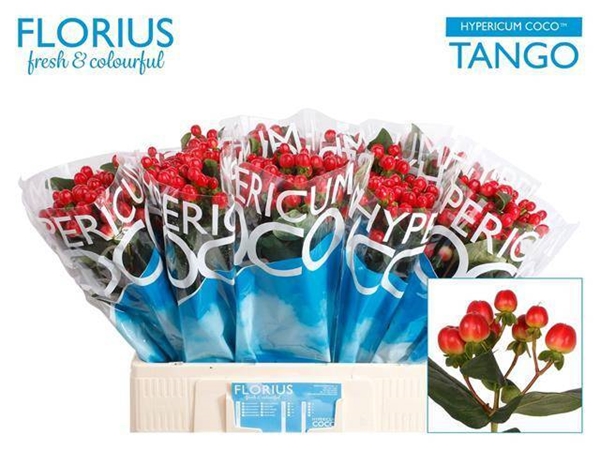 HYPERICUM COCO TANGO 60CM