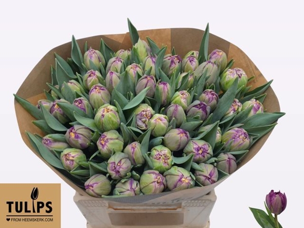 TULIPE PURPLE KING 50G 40CM
