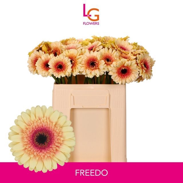 GERMINI AQUA X20 FREEDO 50CM