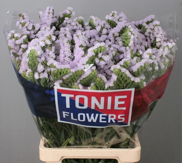 LIMONIUM TESSA LAVANDEDER 80CM 80G