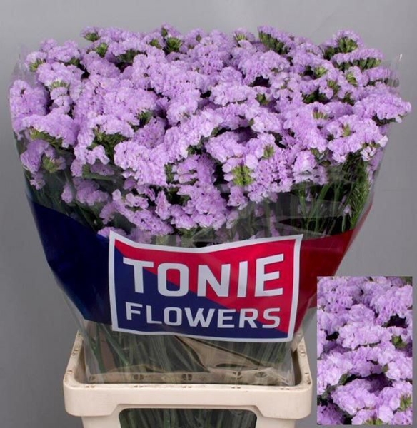 LIMONIUM TONIE LAVANDEDER 80CM 100G
