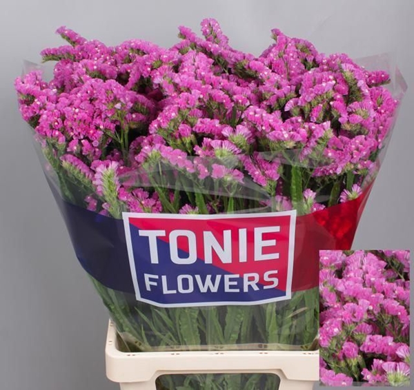 LIMONIUM ETERNAL PINK 80CM 80G