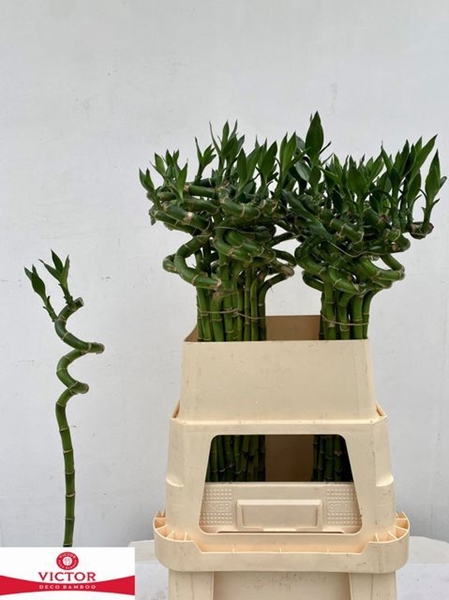 LUCKY BAMBOO SPIREEAAL 80CM