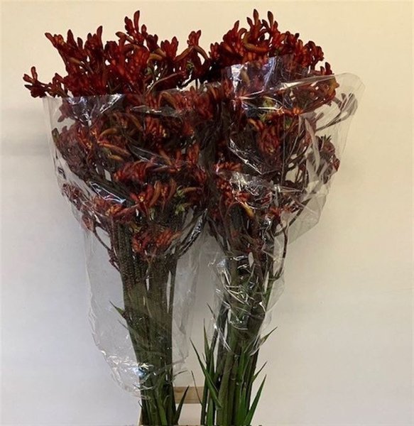 ANIGOZANTHUS EARLY SPRING 110CM