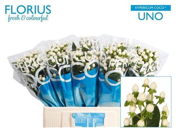 HYPERICUM COCO UNO 60CM