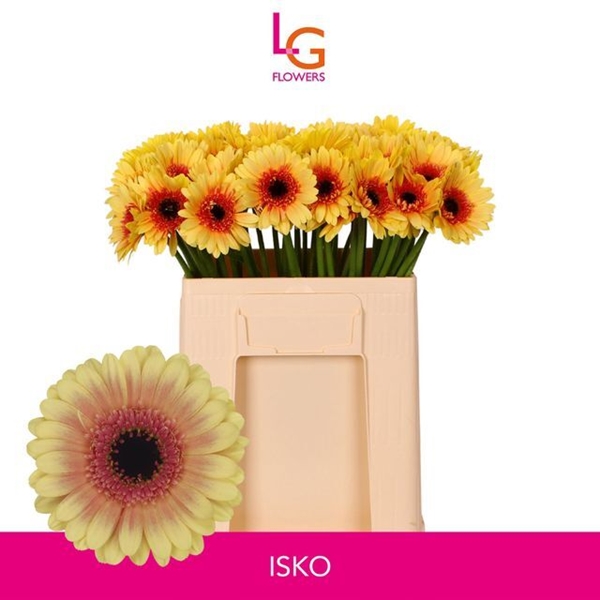 GERMINI AQUA X20 ISKO 50CM