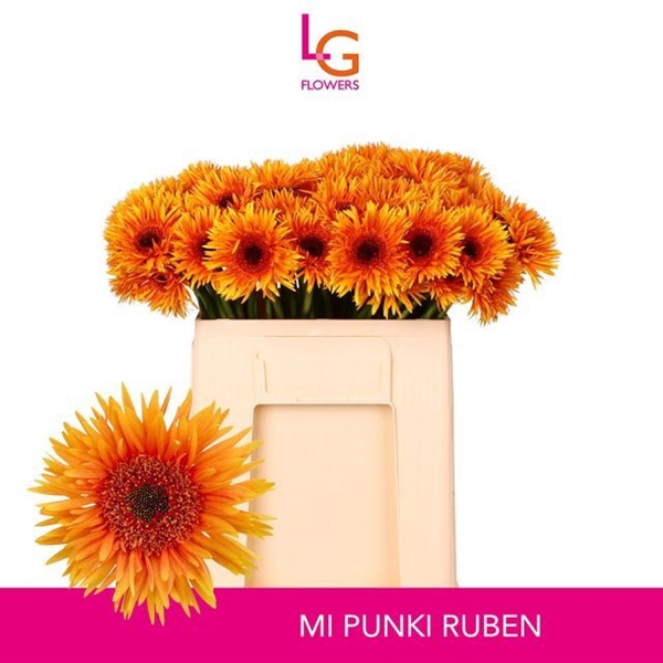 GERMINI AQUA X20 PUNKI REYA 50CM