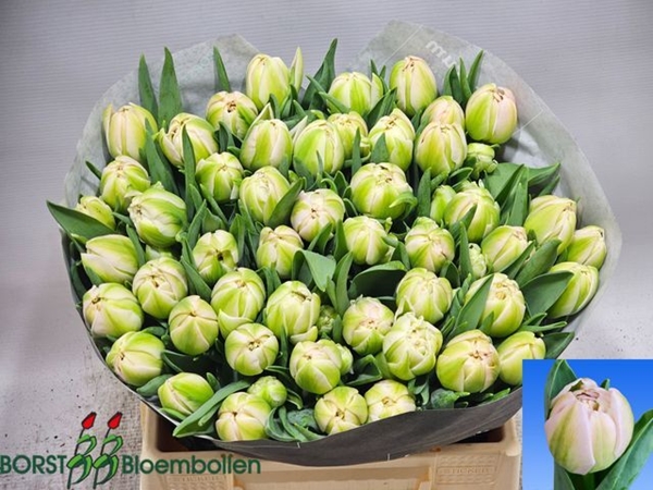 TULIPE DAPHNE 40G 38CM