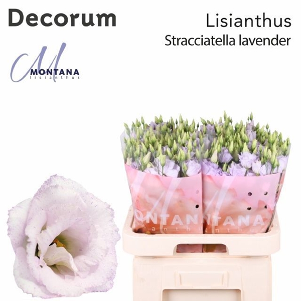 LISIANTHUS STRACCIATELLA LAVE 70CM