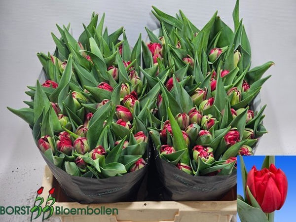 TULIPE HATTRICK 58G 40CM