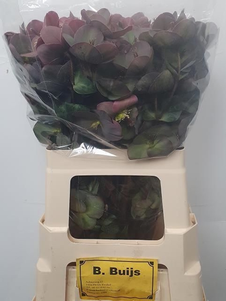 HELLEBORE PENNY PINK 60CM