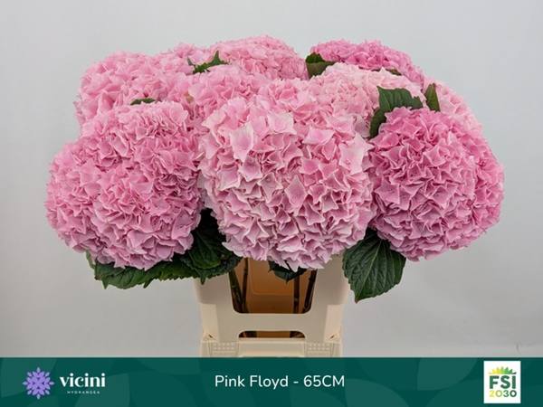 HORT. PINK FLOYD 65CM