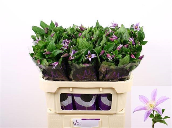 CLEMATITE STAR RIVER 70CM