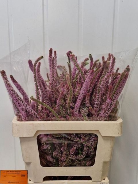 PSYLLIOSTACHYS SUWOR 60CM